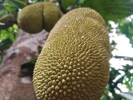 Jackfrucht Natur Fotografie im draussen foto