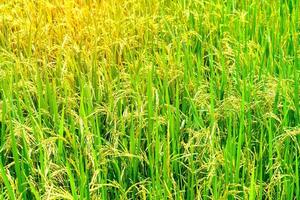 landschaft von reisfeldern mit goldenem licht in thailand foto