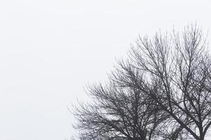 Geäst von Bäume gegen nebelig Himmel beim Winter foto