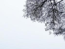 schwarz Geäst von Baum gegen Weiß wolkig Himmel foto