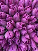 schließen oben von Strauß von lila Tulpen foto