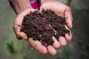 Hand halten Kompost mit Rotwürmer. ein Farmer zeigen das Würmer im seine Hände beim chuadanga, Bangladesch. foto