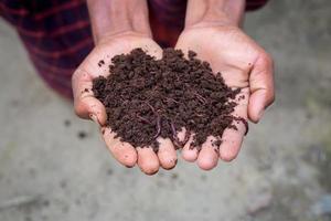 Hand halten Kompost mit Rotwürmer. ein Farmer zeigen das Würmer im seine Hände beim chuadanga, Bangladesch. foto