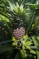 Grün Ananas Obst wachsend im Garten beim Madhupur, Tangail, Bangladesch. foto