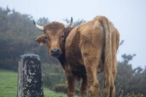 Stier im ein üppig, Grün Wiese, mit hoch Gräser schwankend im das Brise foto