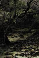 friedlich und still Landschaft mit ein üppig Grün Wiese im ein Wald von Bäume foto
