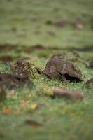 szenisch Aussicht von natürlich Felsen bedeckt im üppig Grün Moos, im ein Feld von üppig Grün Gras und Schmutz foto