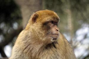 Single barbary Makaken Affe - - Nahansicht auf Kopf und defokussiert Hintergrund foto