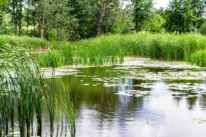 Schönes Grassumpfschilf, das am Uferreservoir in der Landschaft wächst foto