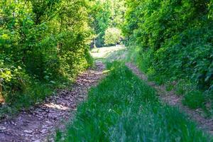 Fotografie zum Thema schöner Fußweg im wilden Laubwald foto