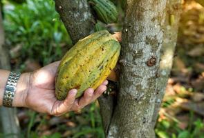 ein Kakao Farmer hält das Kakao Obst im seine Hand zu prüfen das Qualität von das produzieren. Sanft und selektiv Fokus. foto