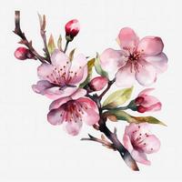 kostenlos Kirsche blühen Blumen Wasser Farbe, Pastell- Farbe mit Weiß Hintergrund, erzeugen ai foto