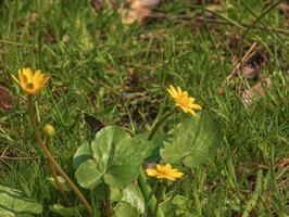 schließen oben von Ranunkel thora, als bekannt wie das Butterblume, mit hell Gelb blühen , ist ein Pflanze Spezies von das Gattung Ranunkel einheimisch zu Europa foto