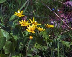 schließen oben von Ranunkel thora, als bekannt wie das Butterblume, mit hell Gelb blühen , ist ein Pflanze Spezies von das Gattung Ranunkel einheimisch zu Europa foto