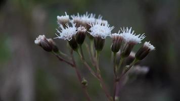 Weiß Blumen blühen im das Morgen auf das Hügel foto