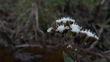 Weiß Blumen blühen im das Morgen auf das Hügel foto