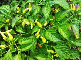 Chili im ein Grün Garten. Grün Pfeffer. foto