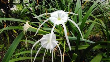 Hymenocallis festalis ist ein bauchig Pflanze mit schön Weiß Blumen. dekorativ Pflanzen. foto