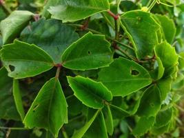 cayratia trifolia ist ein Klettern Anlage, ein Verzweigung Ranke. wild Pflanzen. foto