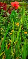 Krokosmie 'Luzifer' ist ein großartig Pflanze zum das Garten mit rot Blumen. dekorativ Pflanzen. foto