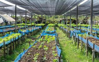 roh Grün Grüner Salat wachsend im Boden mit das organisch Landwirtschaft Bauernhof modern Agro industriell Landwirtschaft. foto