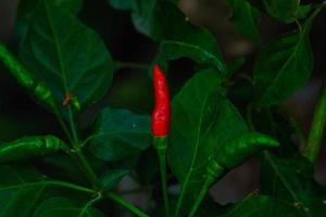 Vogel Auge Chili foto