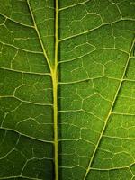 Makro Fotografie, schließen oben von Blatt Textur foto