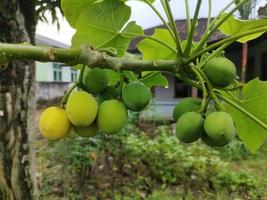 Rolle Obst auf ein Ast im das Garten foto