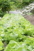 hydroponisch Garten während Morgen Zeit Essen Hintergrund Konzept mit Kopieren Raum foto