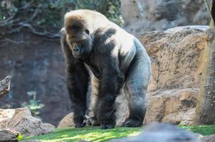 ein Stehen Gorilla foto