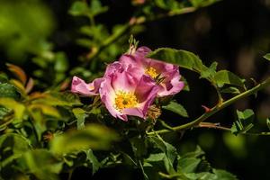 schöne Rosenzweige rosa foto