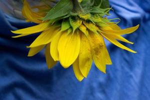 schön Sonnenblume schließen Auf, Sonnenblume auf Blau Hintergrund, ukrainisch Symbol, Druck zum Postkarte, Tapete, Cover Entwurf, Plakat ,Kalender,Werbung,Verpackung,Gruß Karte, gelb Blume. foto