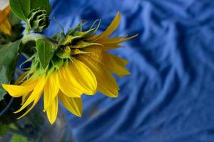 schön Sonnenblume schließen Auf, Sonnenblume auf Blau Hintergrund, ukrainisch Symbol, Druck zum Postkarte, Tapete, Cover Entwurf, Plakat ,Kalender,Werbung,Verpackung,Gruß Karte, gelb Blume. foto