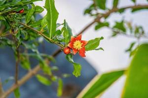 Orange Blumen von Granatapfel Baum.Nahaufnahme Granatapfel Baum foto