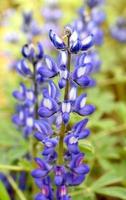 Lupinus Texas Blume foto