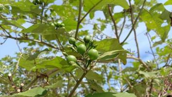 Takokak Obst Solanum Torvum sw foto