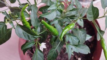 Grün Cayenne Pfeffer Pflanze mit etwas Blätter foto