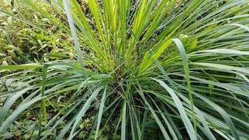 Citronella Pflanze Cymbopogon Zitrusfrüchte serai. Sereh foto