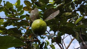 Guave Frucht. Guave Blätter. Psidium Guajava foto