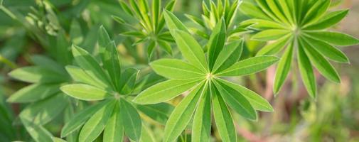 schön Grün belaubt Pflanzen. Banner Grün Blumen- Hintergrund. foto