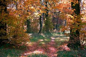 Herbst Wald mit Gelb Blätter und gefallen Blätter foto