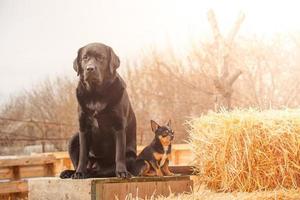 zwei Hunde sind Sitzung auf ein Hintergrund von Stroh. schwarz Labrador Retriever und Chihuahua dreifarbig. foto