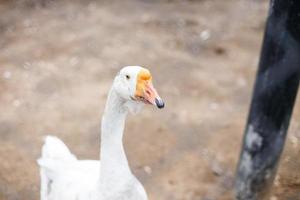 Gänse hinter das Zaun. Nahansicht Porträt von ein Gans foto