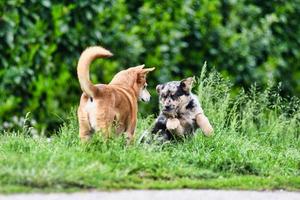 süß Hunde spielen foto