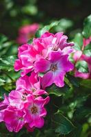 auffällig Rosa Garten Rosen Giro Amorina Blühen im Sommer- Garten foto