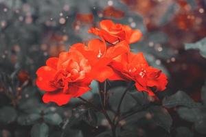 schön Blume blühte rot Rose Nahansicht foto