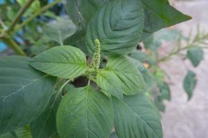 selektiv Fokus auf wild Spinat oder ziehen aus Spinat Grün Blumen, wissenschaftlich Sprache ist namens Amaranthus viridis foto