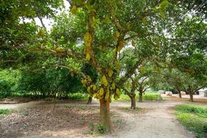 ein groß Rahmen von Jackfrüchte hängend auf das Baum. Jackfrucht ist das National Obst von Bangladesch. es ist ein saisonal Sommer- Zeit Frucht. foto