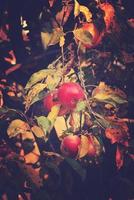 saftig lecker rot Äpfel auf ein Herbst Ast von Apfel Baum im das warm Sonne foto