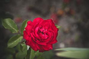 rot Rose im das Sommer- Garten auf ein dunkel Hintergrund foto